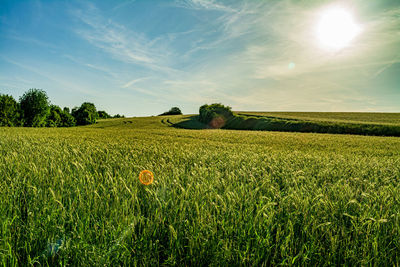 Scenic view of agricultural field against sky