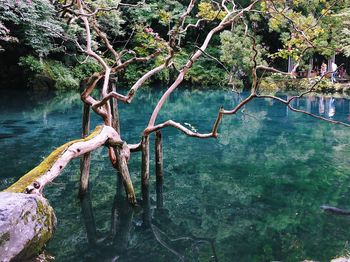 Scenic view of lake in forest