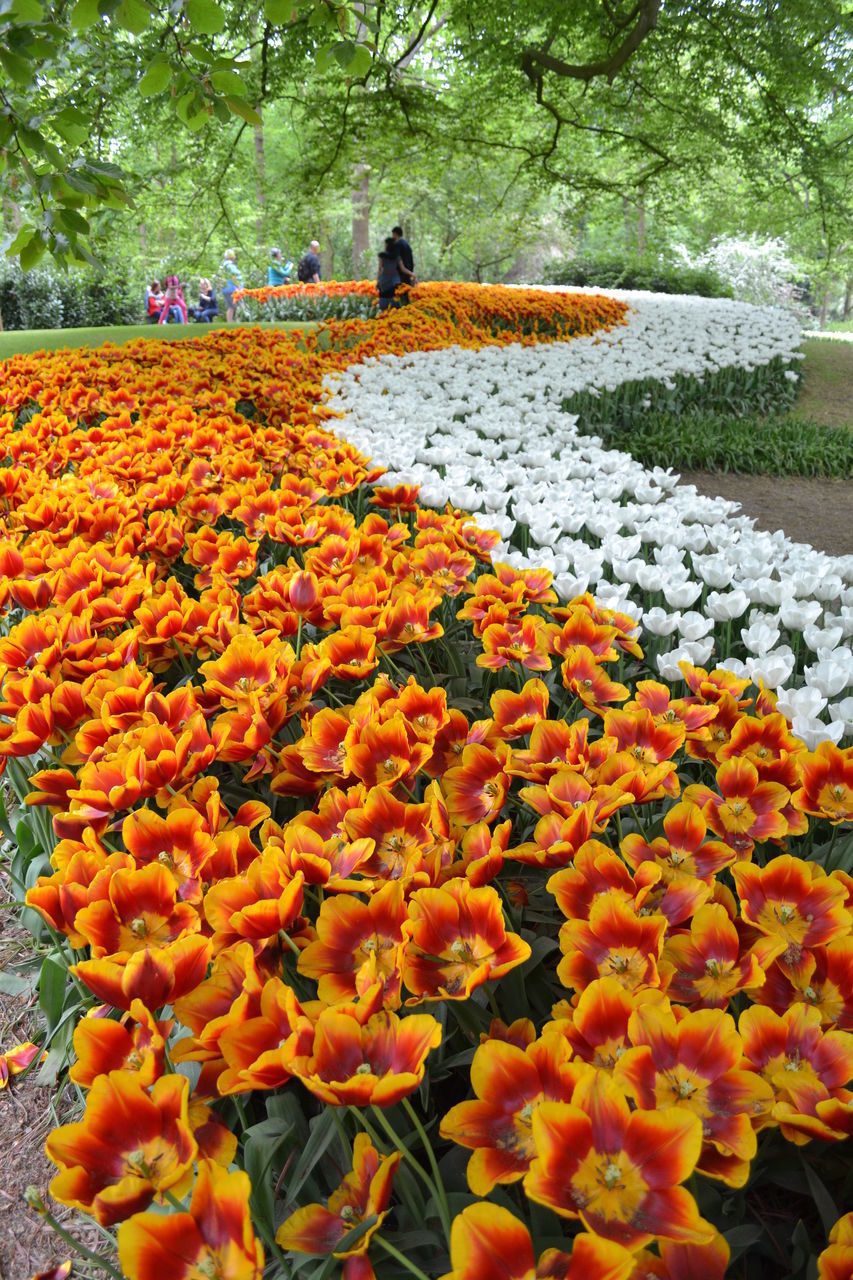 ORANGE FLOWERS IN GARDEN