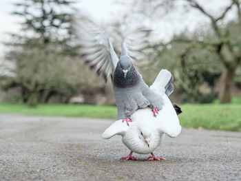 Doves mating on footpath