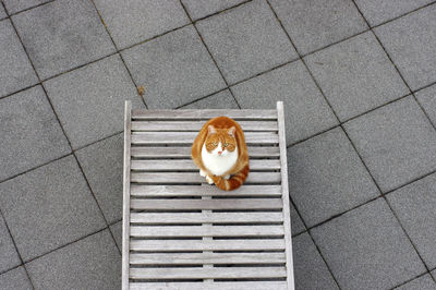 High angle view of cat on floor