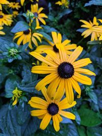 Close-up of yellow daisy flowers