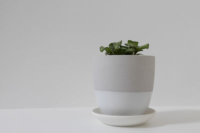 Close-up of potted plant on table against white background