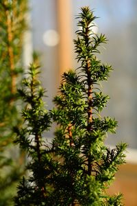 Close-up of fresh green plant against sky