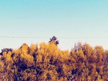 Trees on field against clear sky