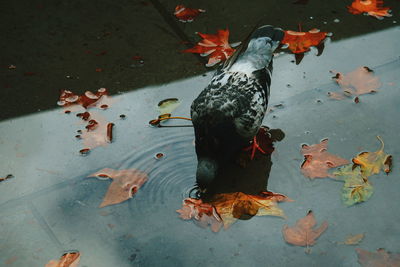 High angle view of bird drinking water