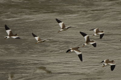 High angle view of seagulls flying over water