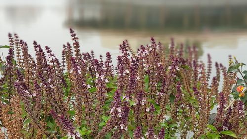 Close-up of purple flowering plants on land