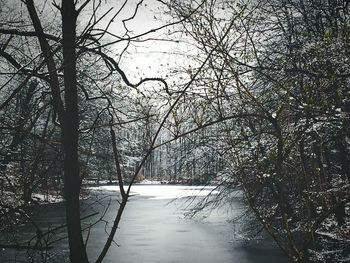 Bare trees by river
