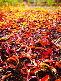 Close-up of autumn leaves