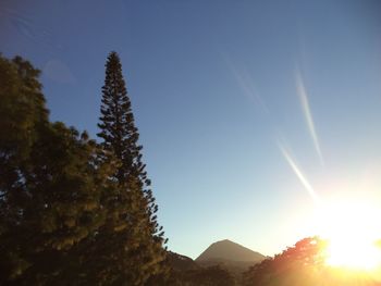 Sun shining through trees