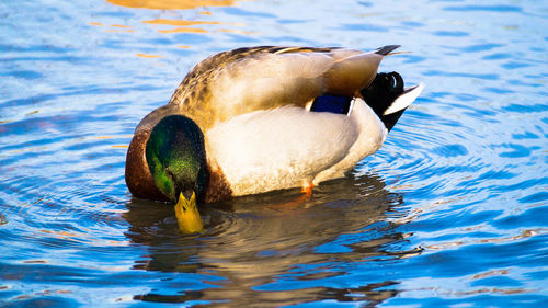 Duck swimming in pool