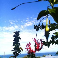 Low angle view of flower tree against blue sky