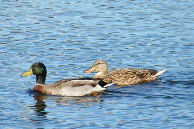 Ducks swimming on lake