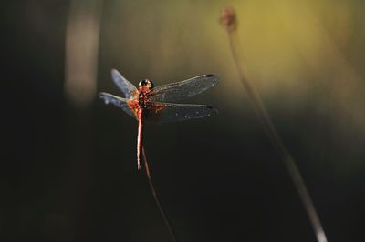 Close-up of damselfly on leaf