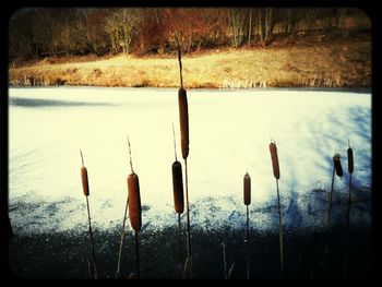 Wooden posts in the sea