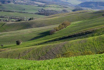 Scenic view of agricultural field