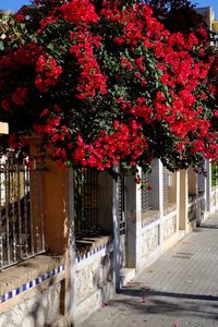 Red flowers on tree in city