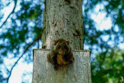 Low angle view of squirrel on tree trunk