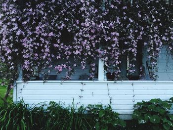 Pink flowers blooming on tree