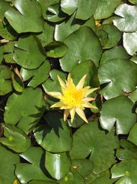 Lotus water lily in pond
