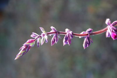 Close-up of purple flowers