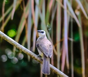 Close-up of bird perching on branch