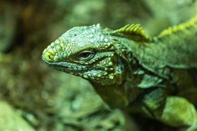 Close-up of iguana sitting on branch