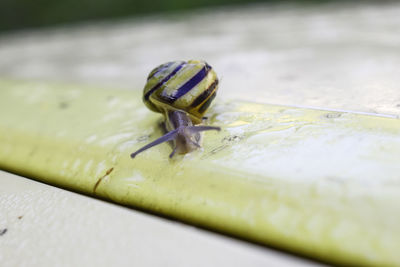 Close-up of snail on leaf