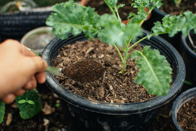 Midsection of person holding potted plant