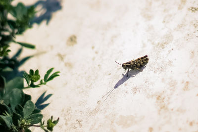 High angle view of fly on leaf