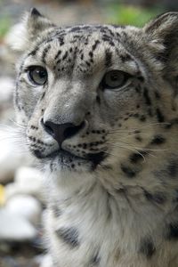 Close-up portrait of cat