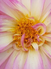 Full frame shot of pink flower