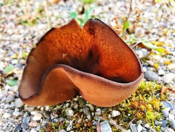 Close-up of crab on pebbles