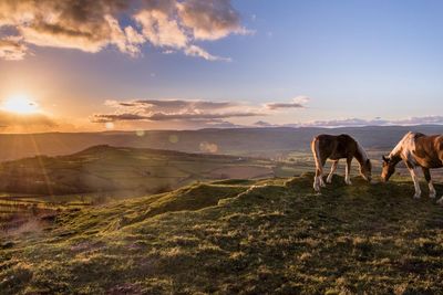 Horses standing on landscape against sky during sunset