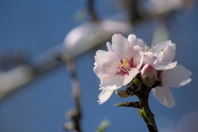 Close-up of white cherry blossom tree