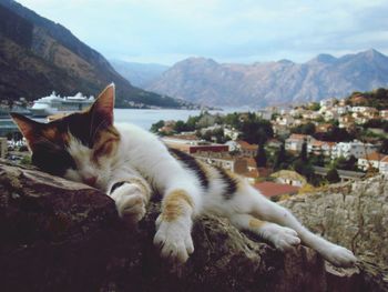 Close-up of cat relaxing on mountain against sky