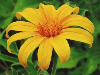 Close-up of yellow flowering plant