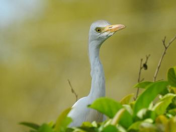 Close-up of a bird