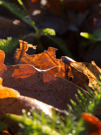 Close-up of dry leaves on plant during autumn