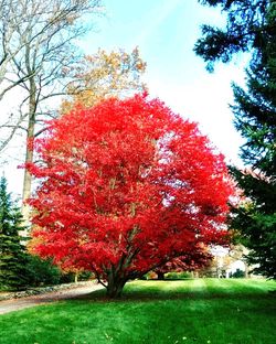 Low angle view of trees in park during autumn