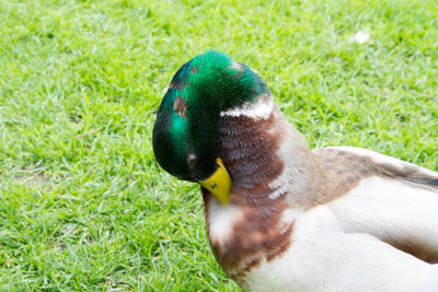 Close-up of mallard duck on field