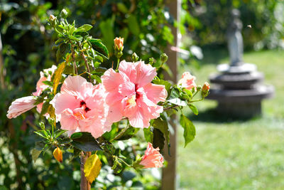 Close-up of pink flowering plant