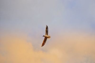 Low angle view of bird flying in sky