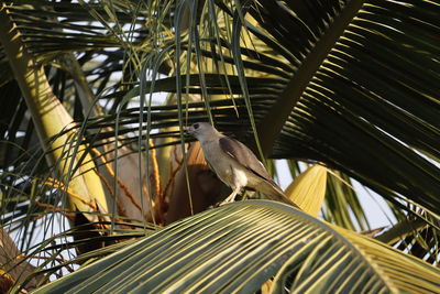 Bird perching on palm tree