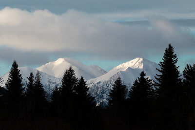 Pine trees on snowcapped mountains against sky