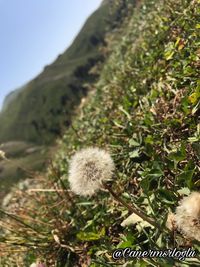 Close-up of dandelion on field