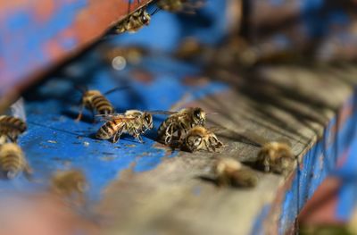 Close-up of bee on wood