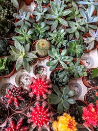 High angle view of succulent plants