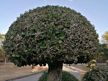 Close-up of plants growing on field against sky